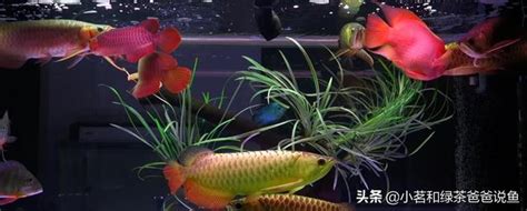 混養魚|養魚教學：混養觀賞魚必知要點 – 寵物百科